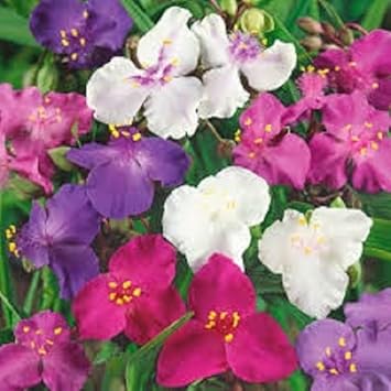 Tradescantia Spiderwort flower seeds