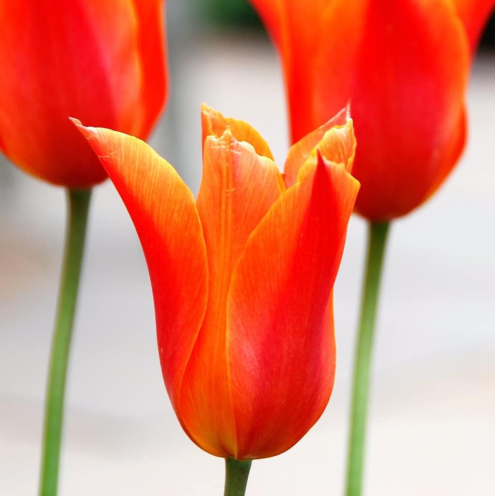 Orange Tulip flower seeds