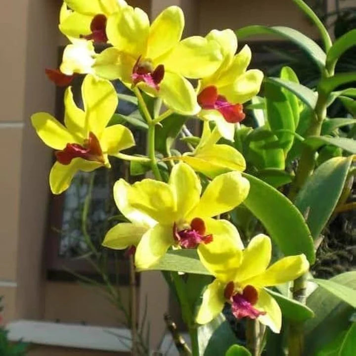 Yellow Dendrobium flower seeds