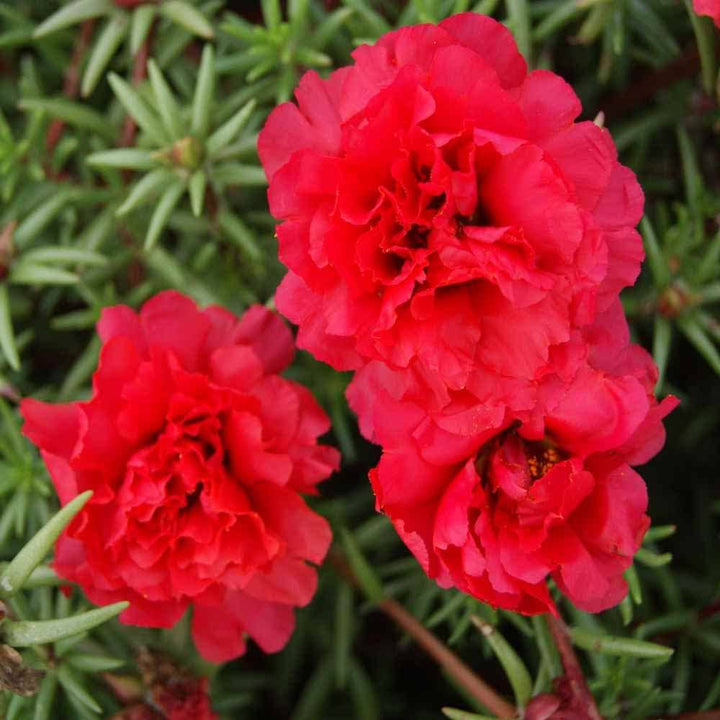 Red Portulaca flower seeds
