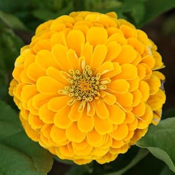 Yellow Zinnia flower seeds