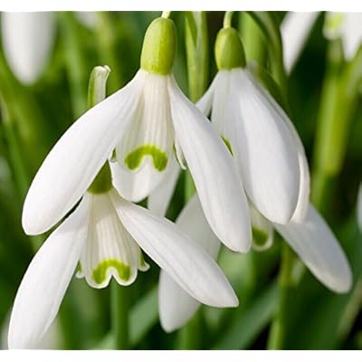 White Snowdrop flower seeds