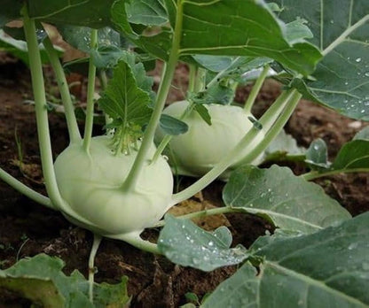 White Kohlrabi Seeds for Planting – Heirloom Garden Seeds