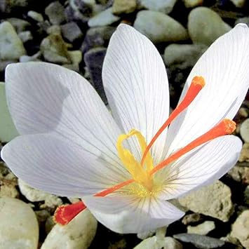 White Crocus flower seeds