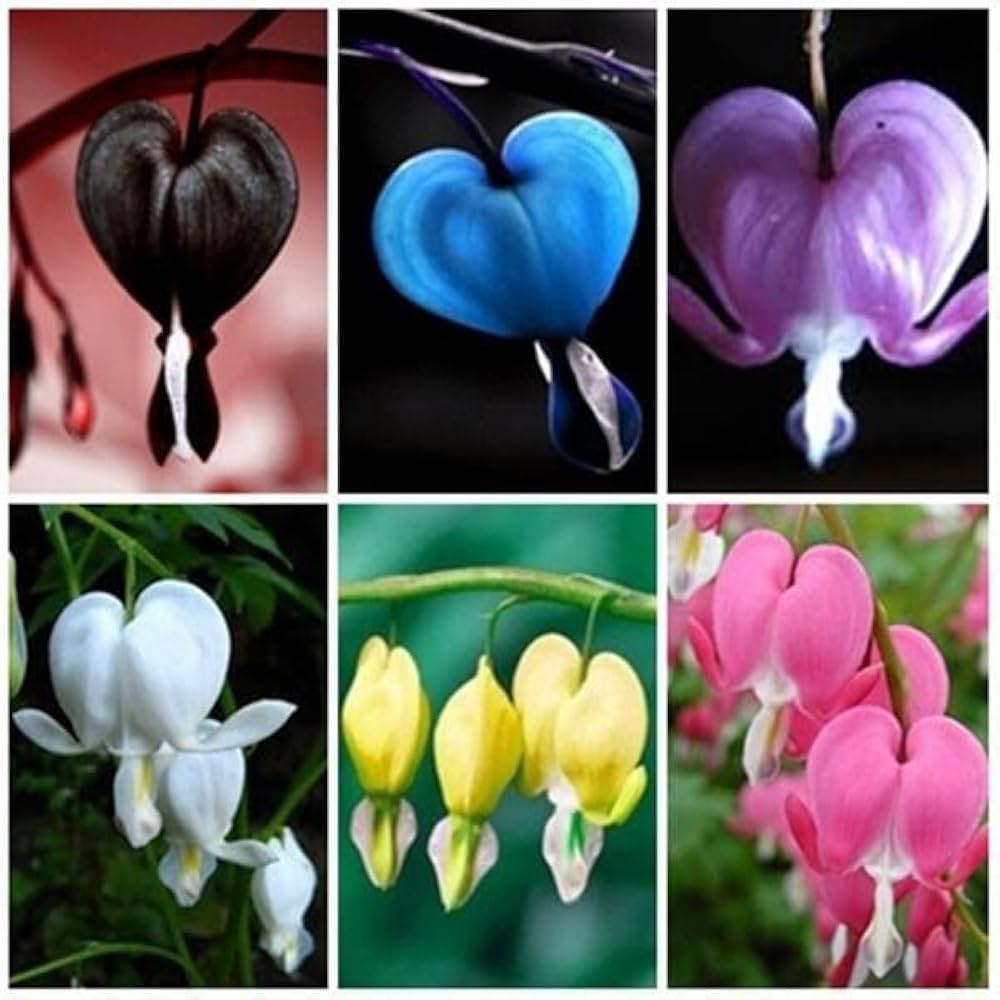 Multicolor Heart flower seeds