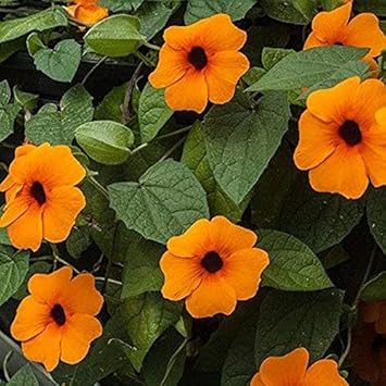 Orange Thunbergia flower seeds