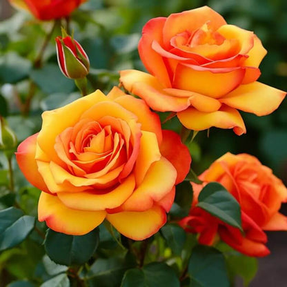 Gold Rose Rose plant