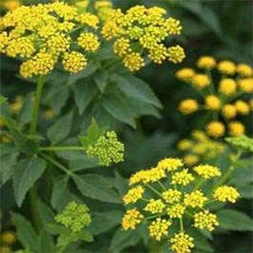 Zizia Aurea flower seeds