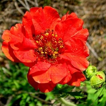 Geum flower seeds