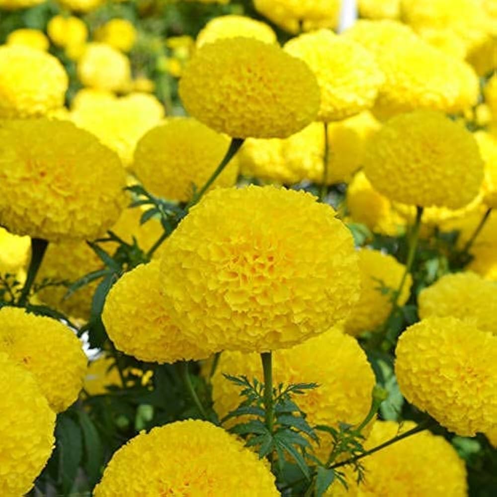 Helenium Hoopesi flower seeds