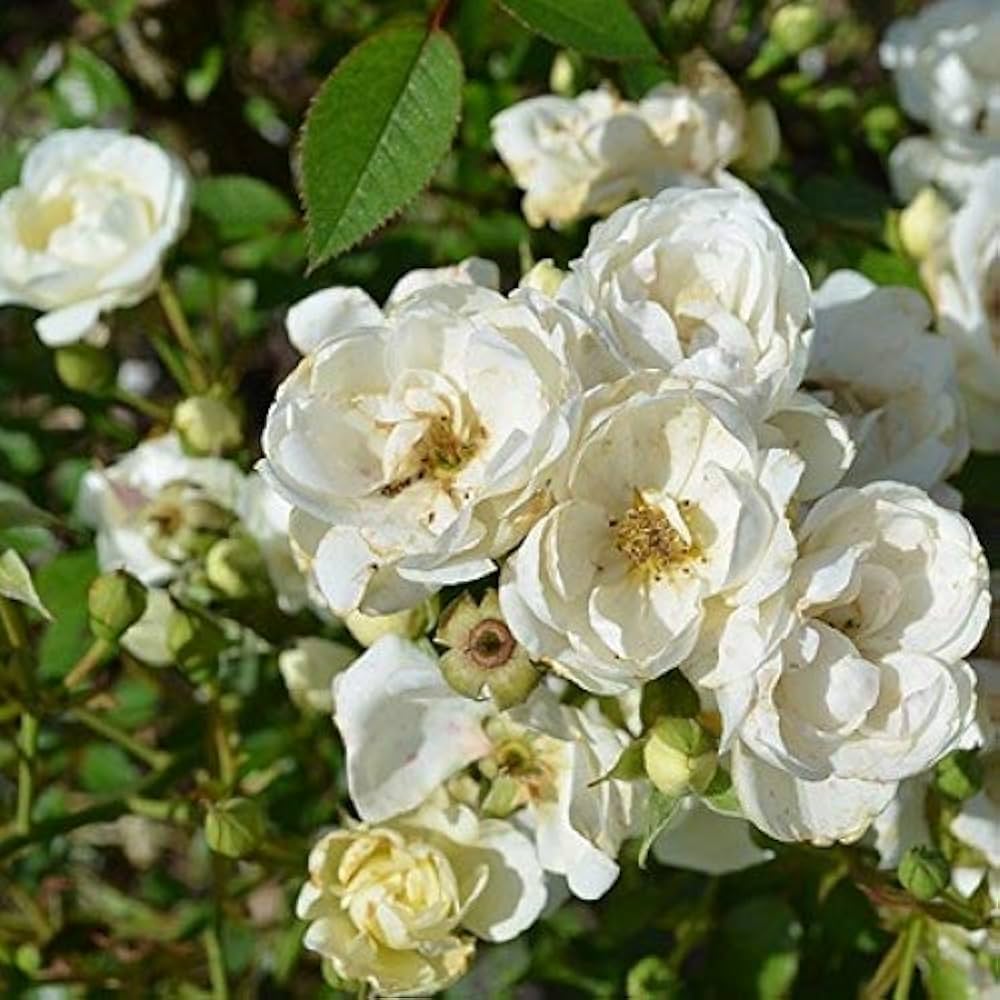 White Rose flower seeds