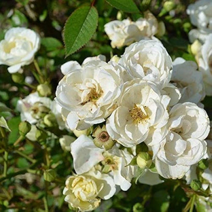 White Rose flower seeds