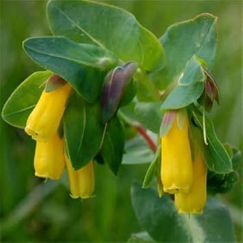 Yellow Cerinthe flower seeds