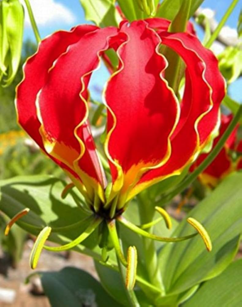 Flamme Lilien flower seeds