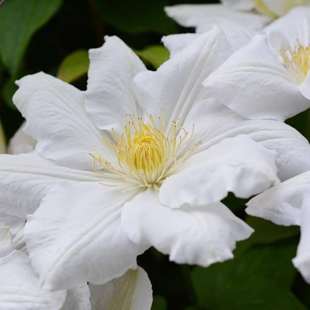 Clematis Rampicant flower seeds