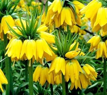 Yellow Imperial flower seeds