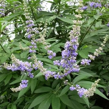 Vitex Agnus flower seeds