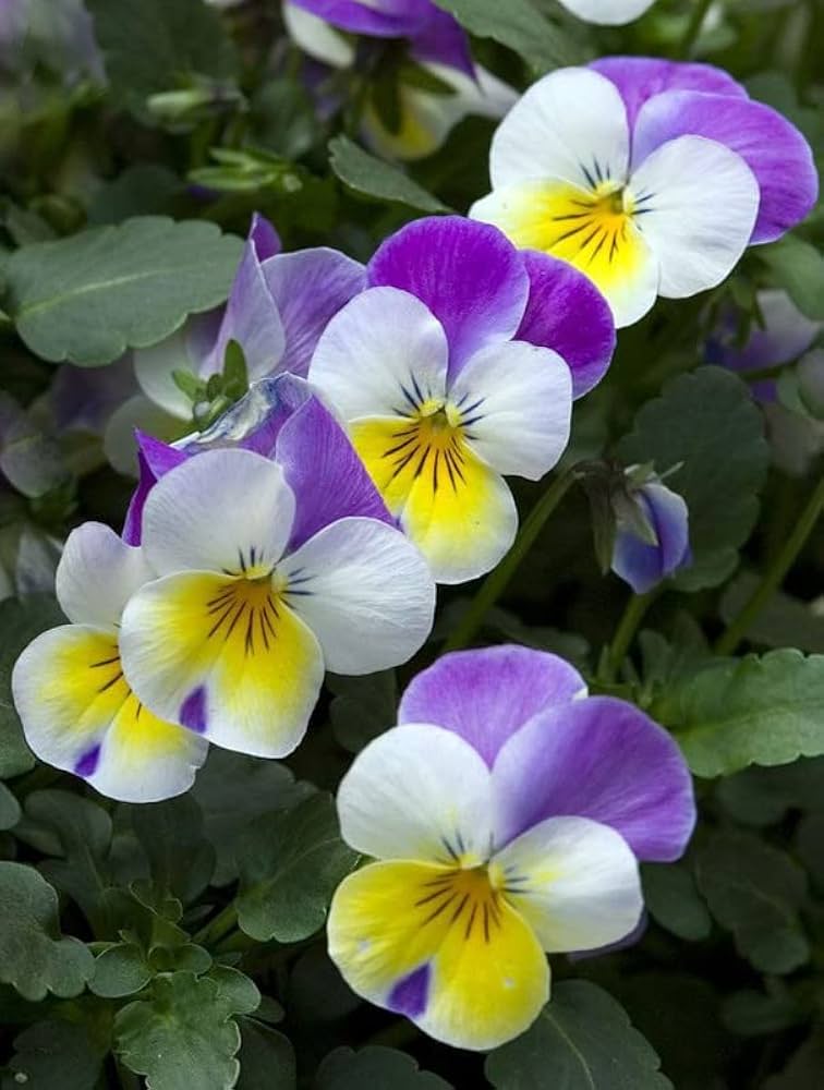 Pansy Viola flower seeds