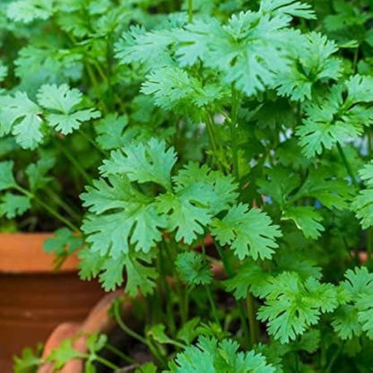 Cilantro Herb Seeds for Planting – Heirloom Non-GMO Garden Seeds