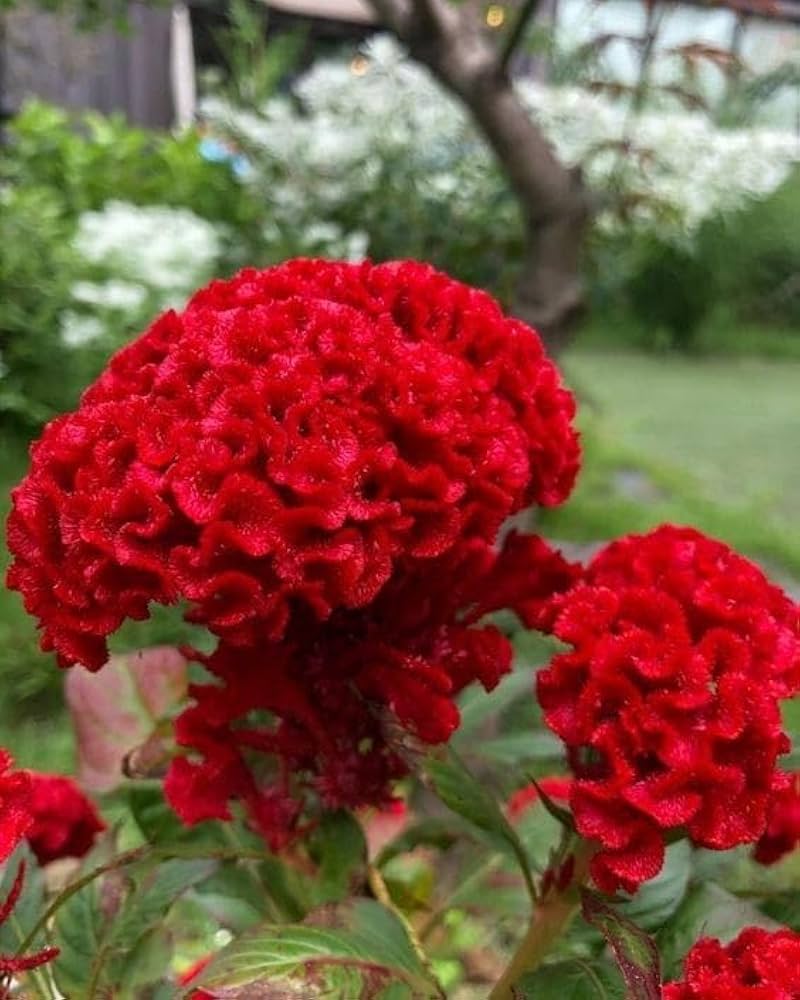 Cockscomb Celosia flower seeds