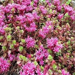 Purple Spurium flower seeds