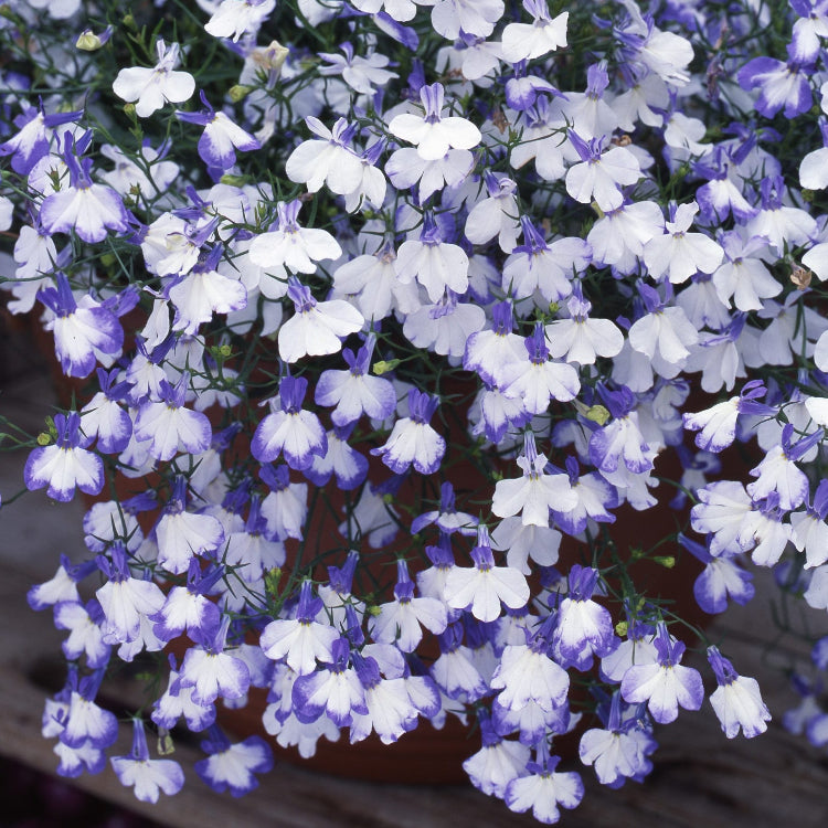 Blue Splash Lobelia plant