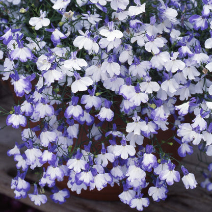 Blue Splash Lobelia plant