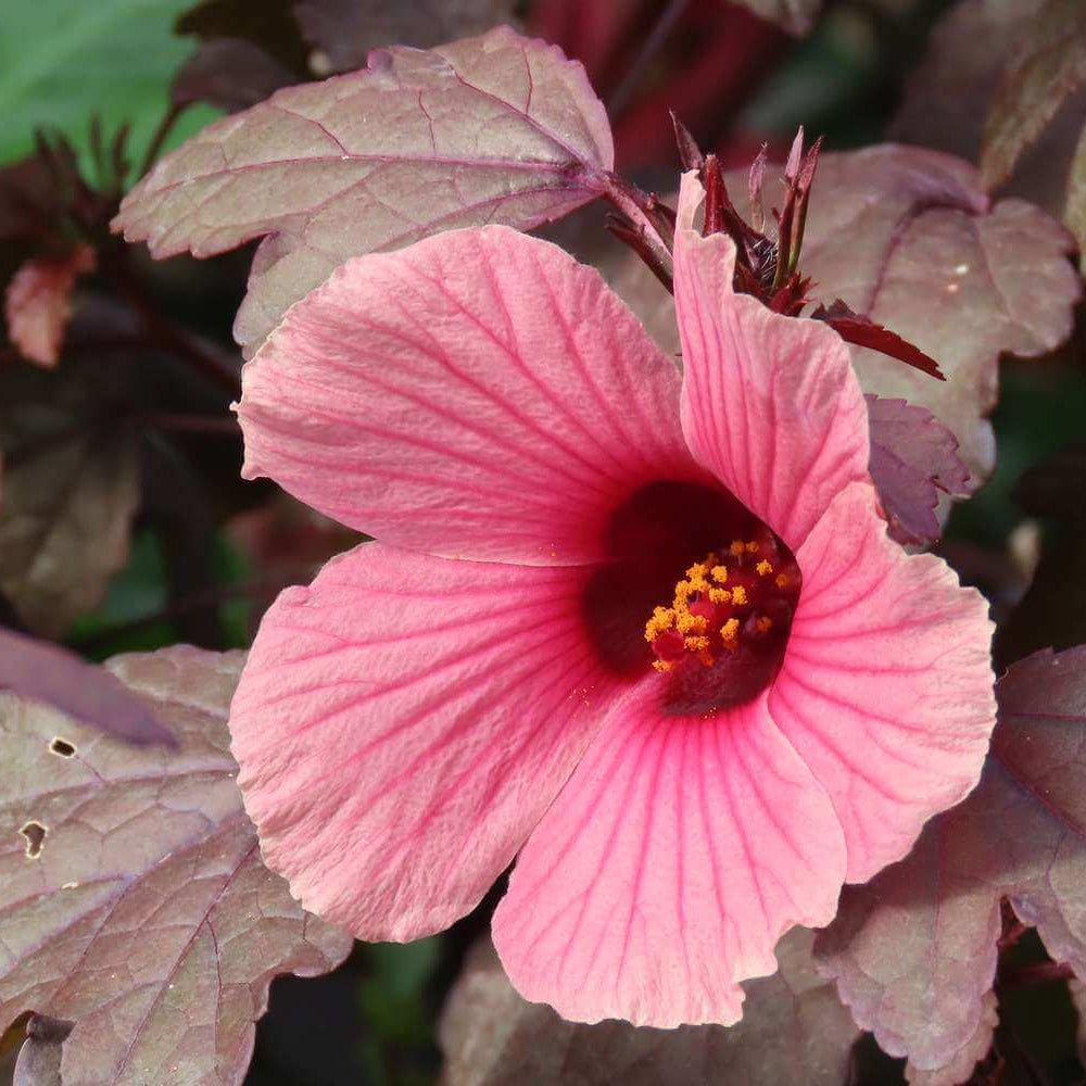 Cranberry Hibiscus plant