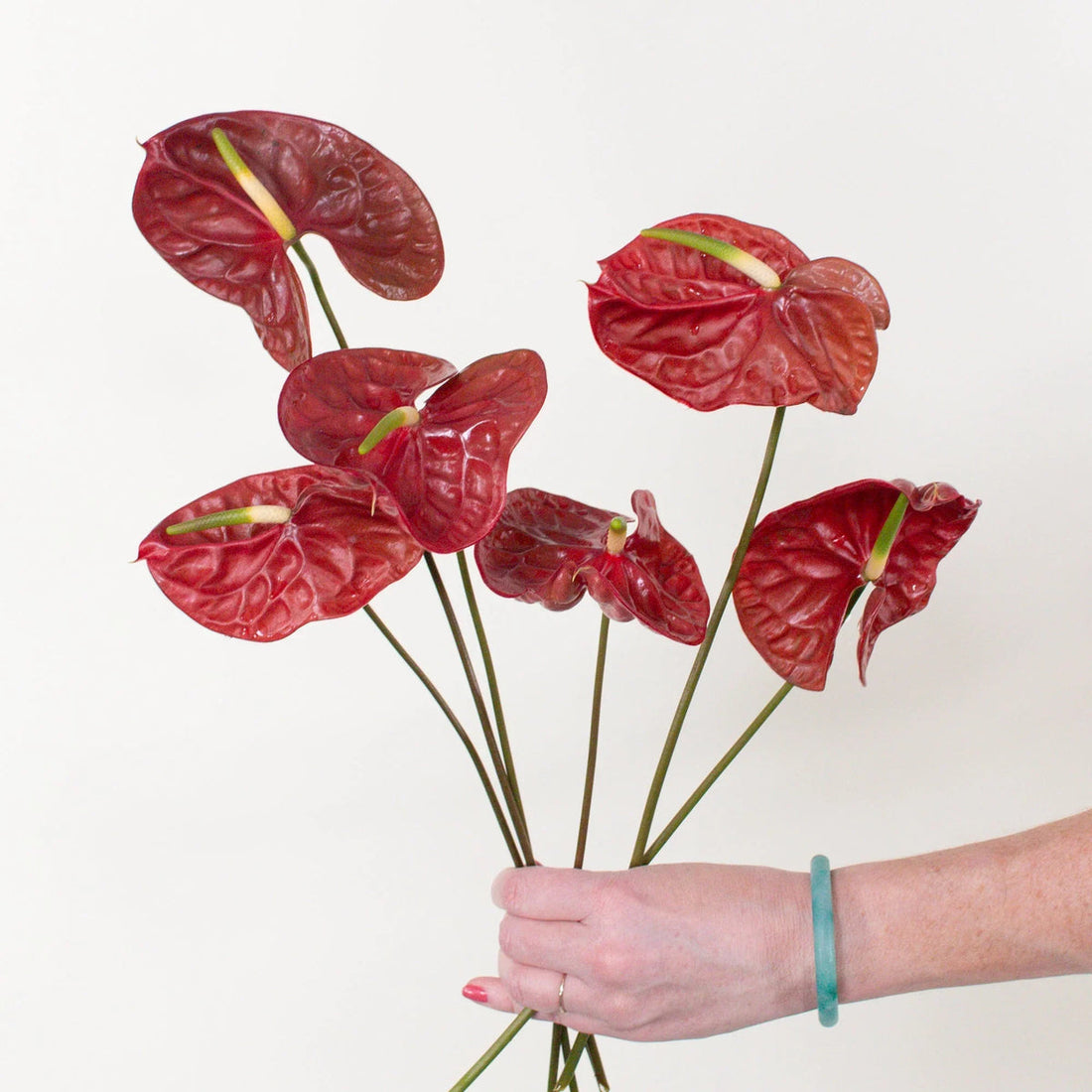 Maroon Anthurium flower seeds