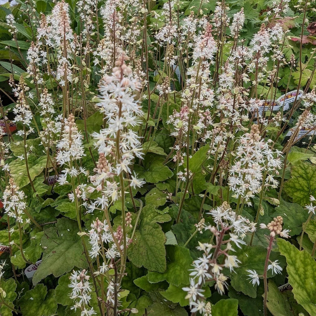 White Tiarella flower seeds