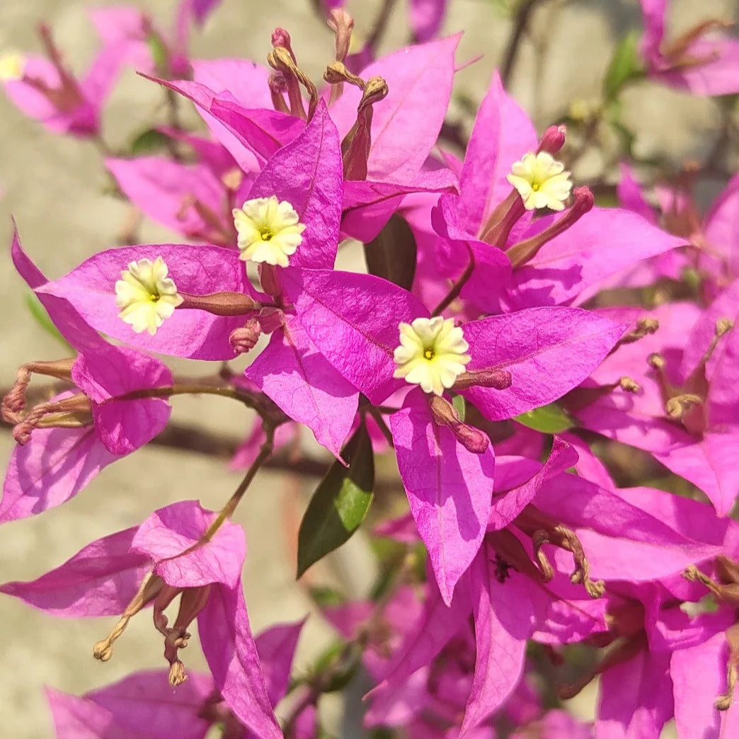 Pink White flower seeds