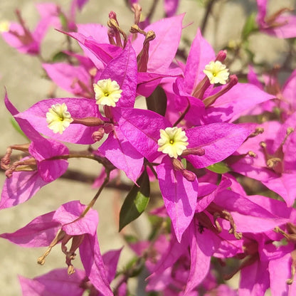 Pink White flower seeds