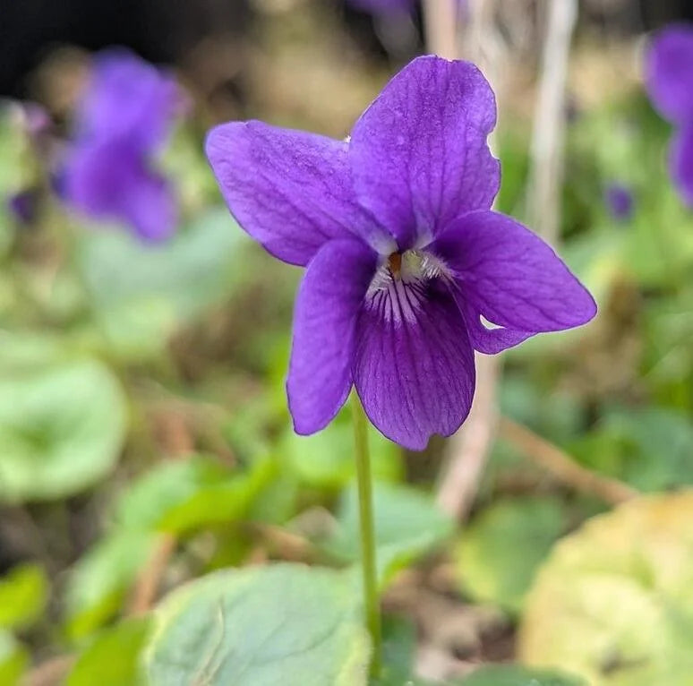 Viola Yedoensis flower seeds