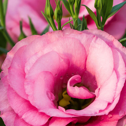 Light Pink Eustoma (Lisianthus) Flower Seeds for Planting – Heirloom Non-GMO Garden Seeds
