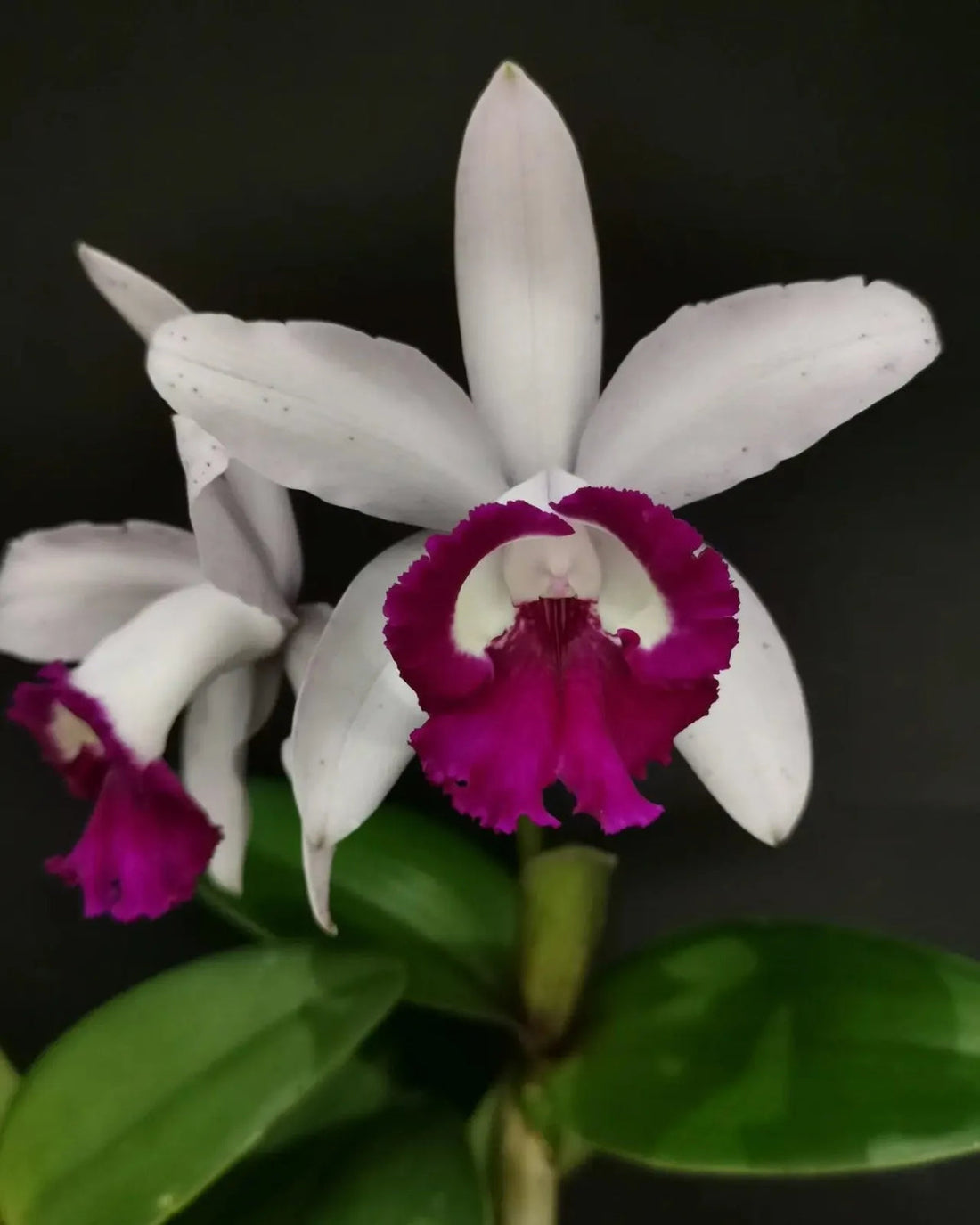 Cattleya Intermedia flower seeds