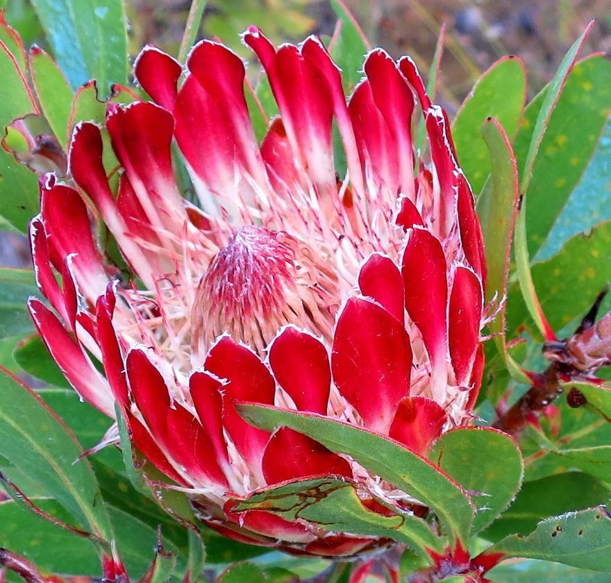Cynaroides flower seeds