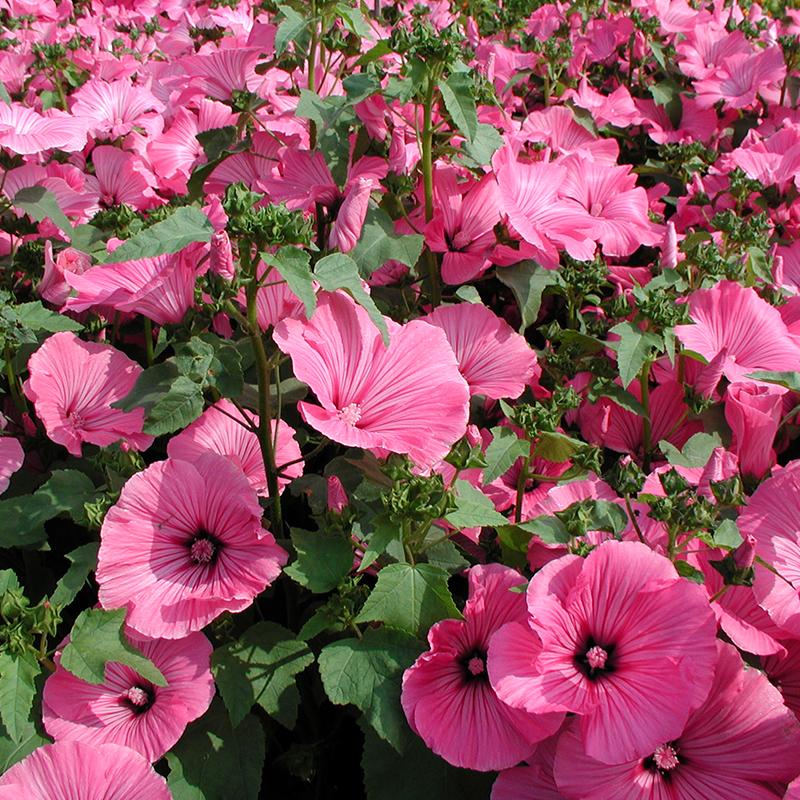 Lavatera flower seeds