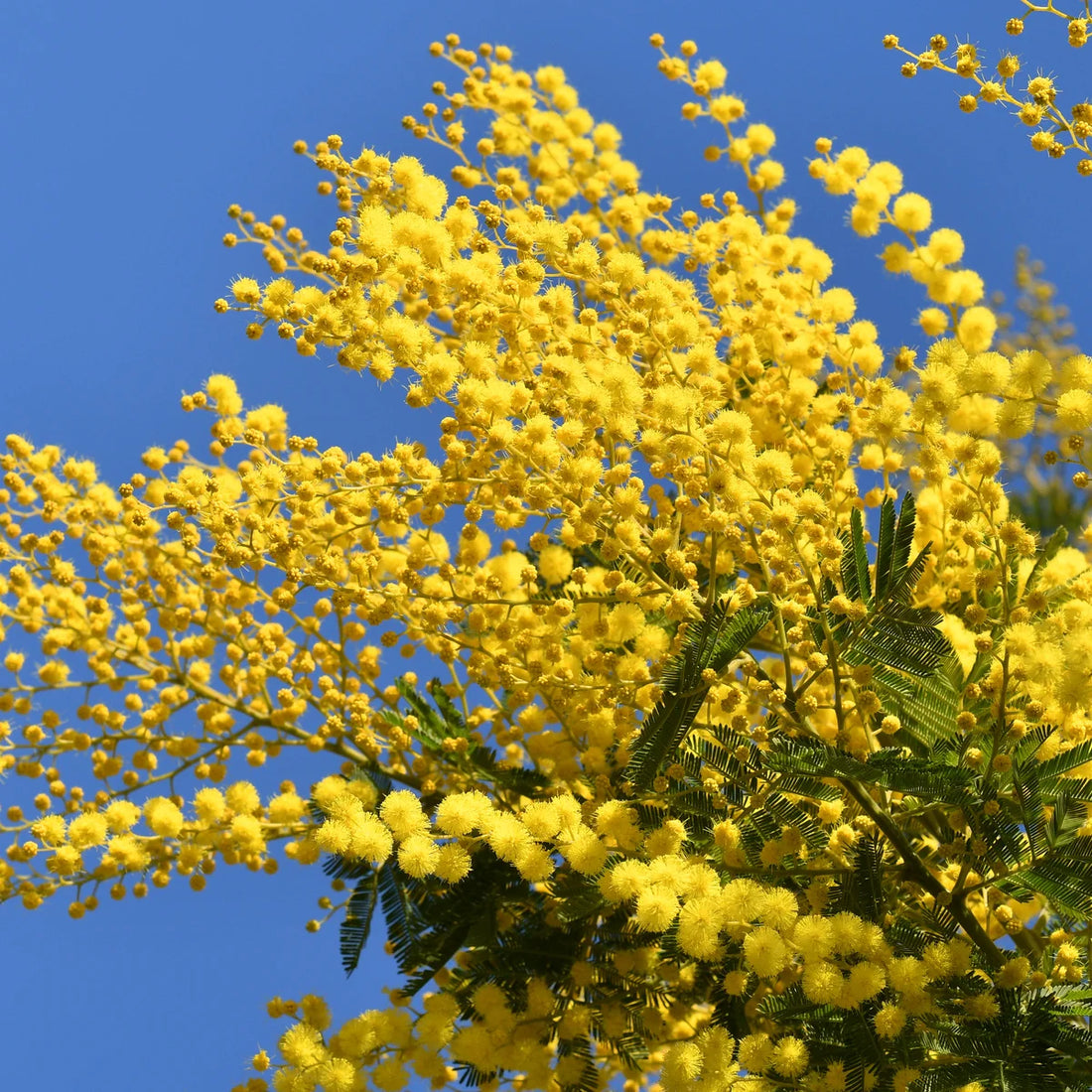Mimosa flower seeds