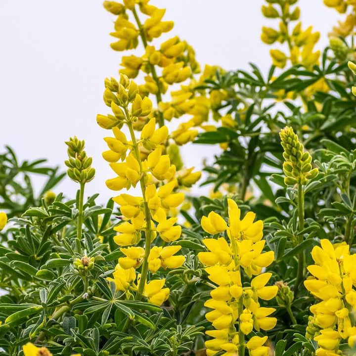 Yellow Lupine flower seeds