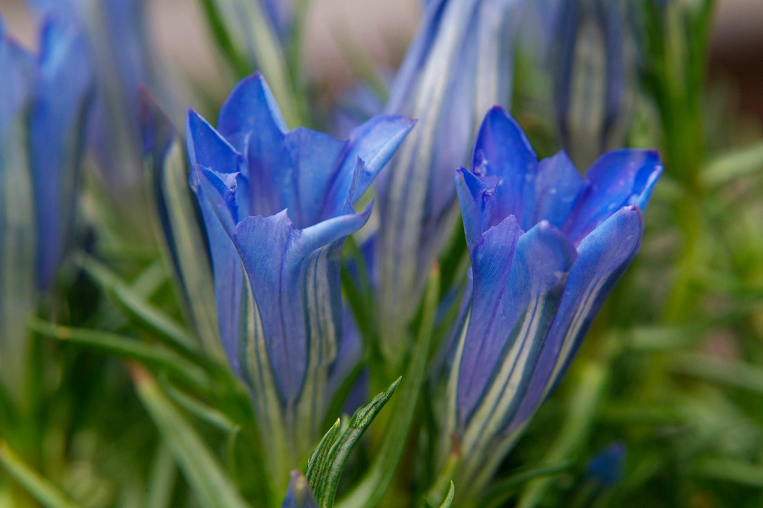 Violet Gentian flower seeds