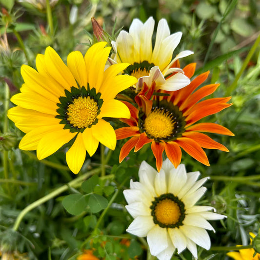 Yellow Gazania flower seeds