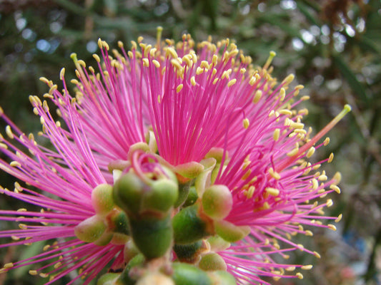 Pink Callistemon flower seeds