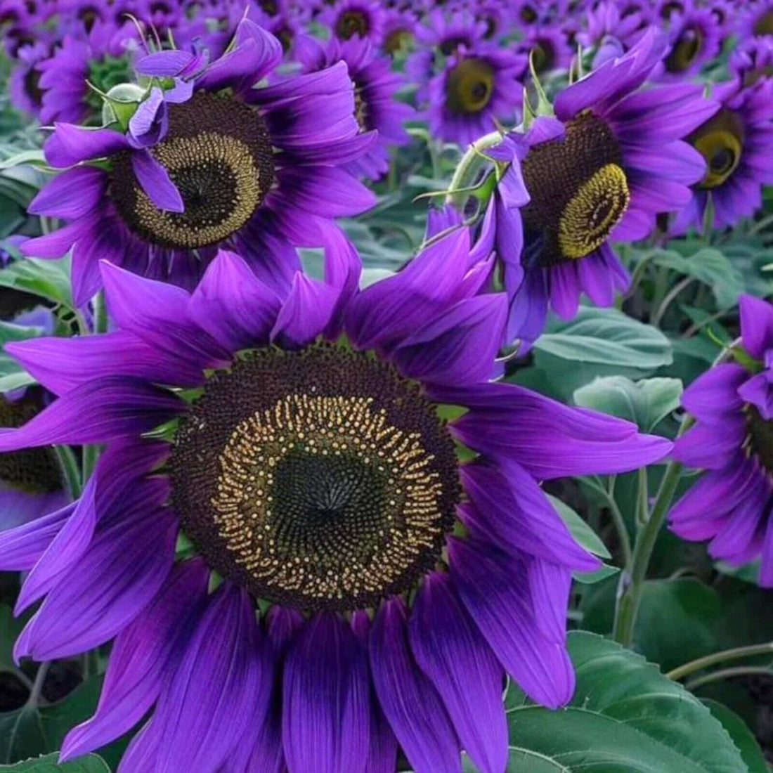 Violet Sunflower flower seeds