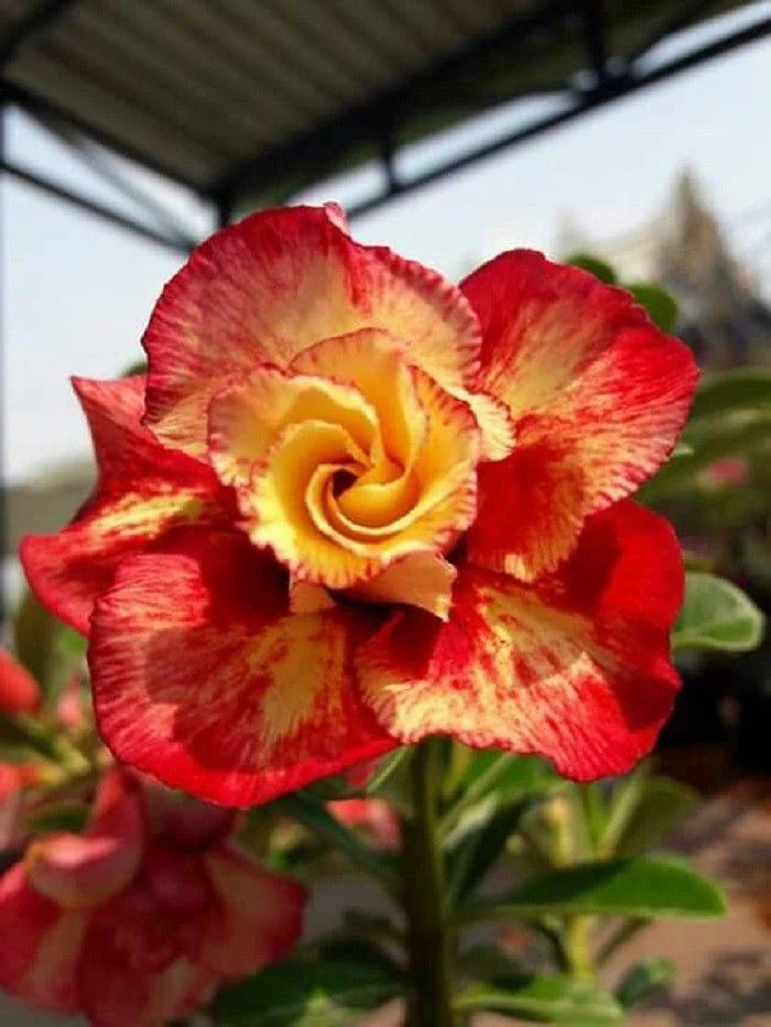 Red Orange flower seeds