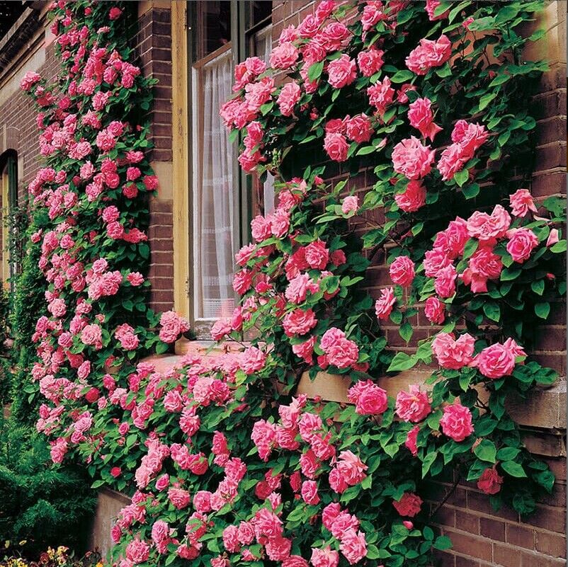 Climbing flower seeds