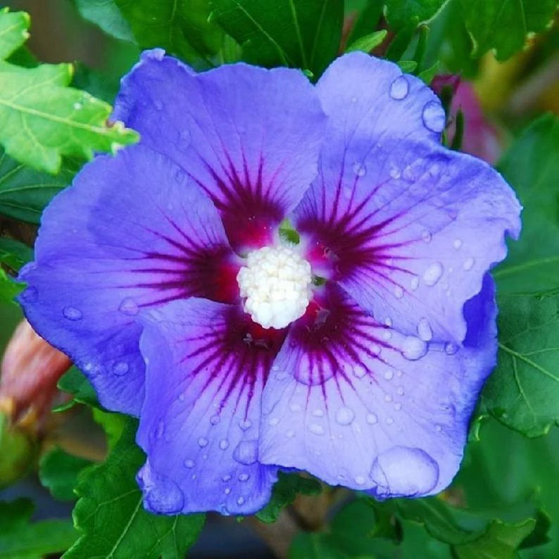 Purple Hibiscus flower seeds