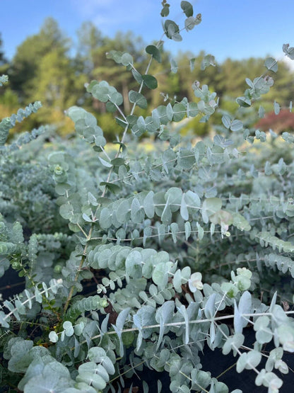 Silver Dollar Eucalyptus Flower Seeds for Planting – Heirloom Non-GMO Garden Seeds