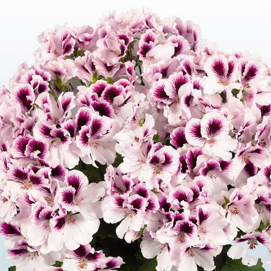 White Purple flower seeds