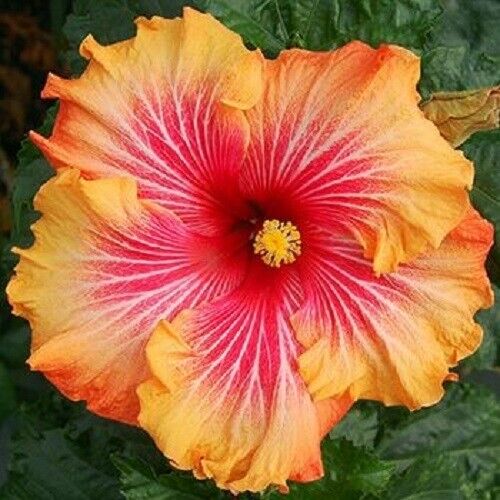 Yellow Orange flower seeds