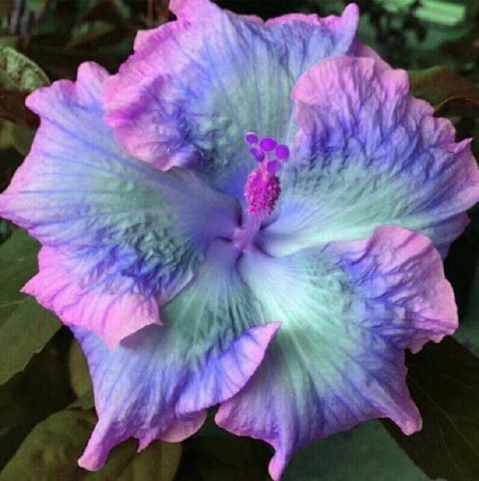 Blue Pink flower seeds